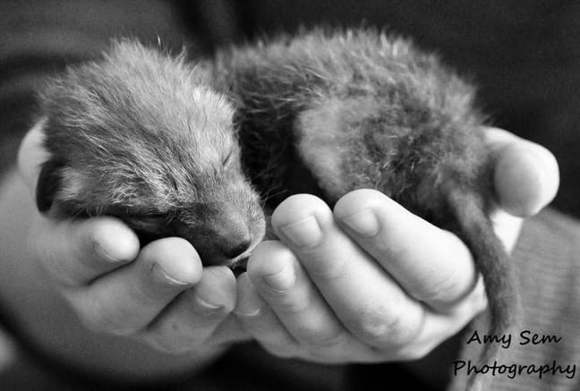 Post 10 by Sydney Fox and Dingo Rescue on Instagram (carousel)