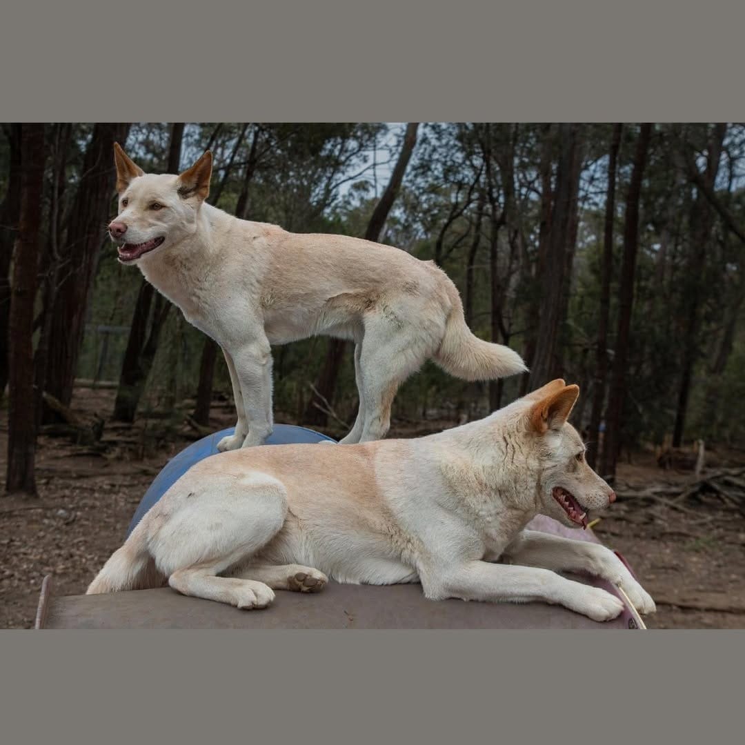 Post 8 by Sydney Fox and Dingo Rescue on Instagram (carousel)