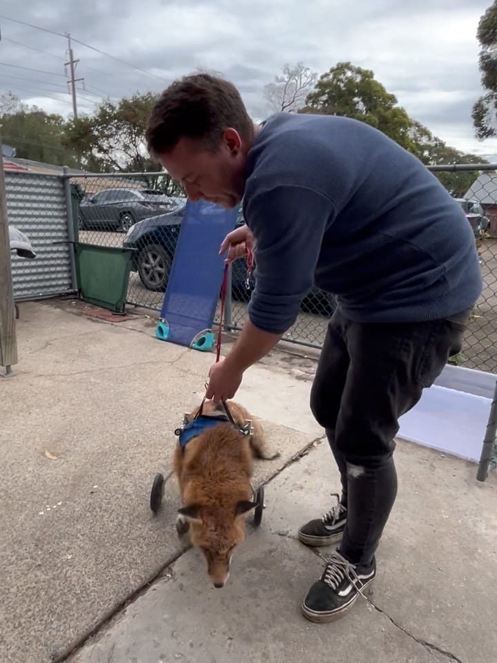 Post 6 by Sydney Fox and Dingo Rescue on Instagram (carousel)