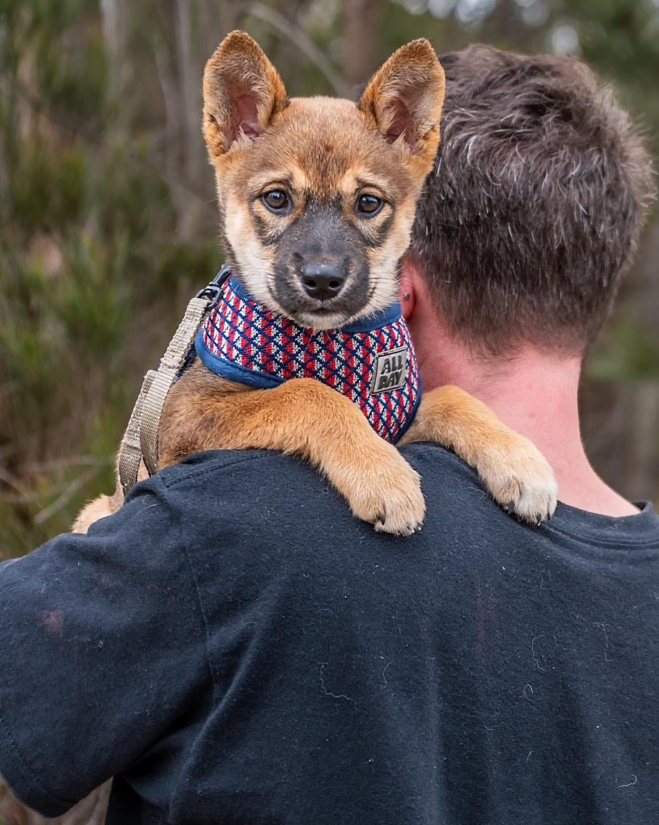 Post 5 by Sydney Fox and Dingo Rescue on Instagram (carousel)