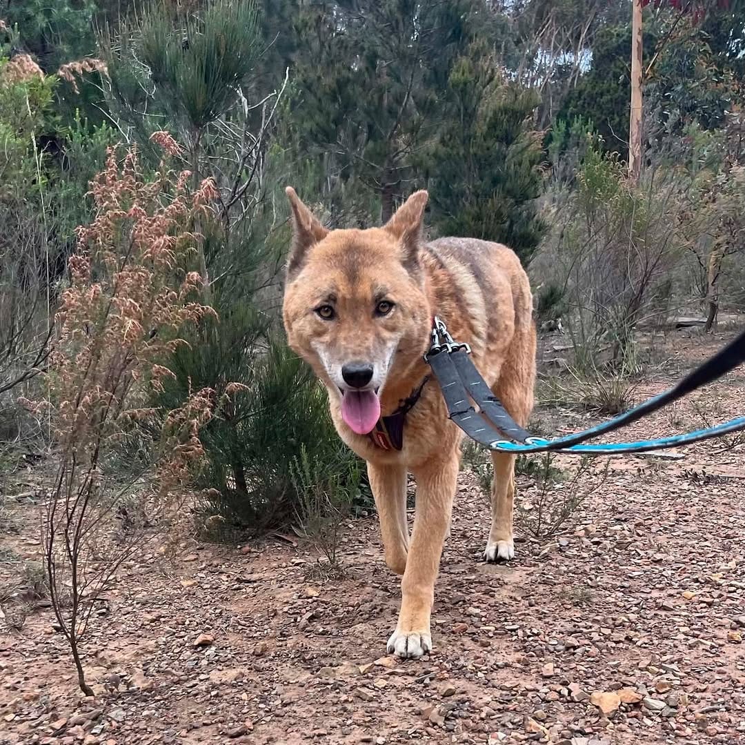 Post 3 by Sydney Fox and Dingo Rescue on Instagram (carousel)