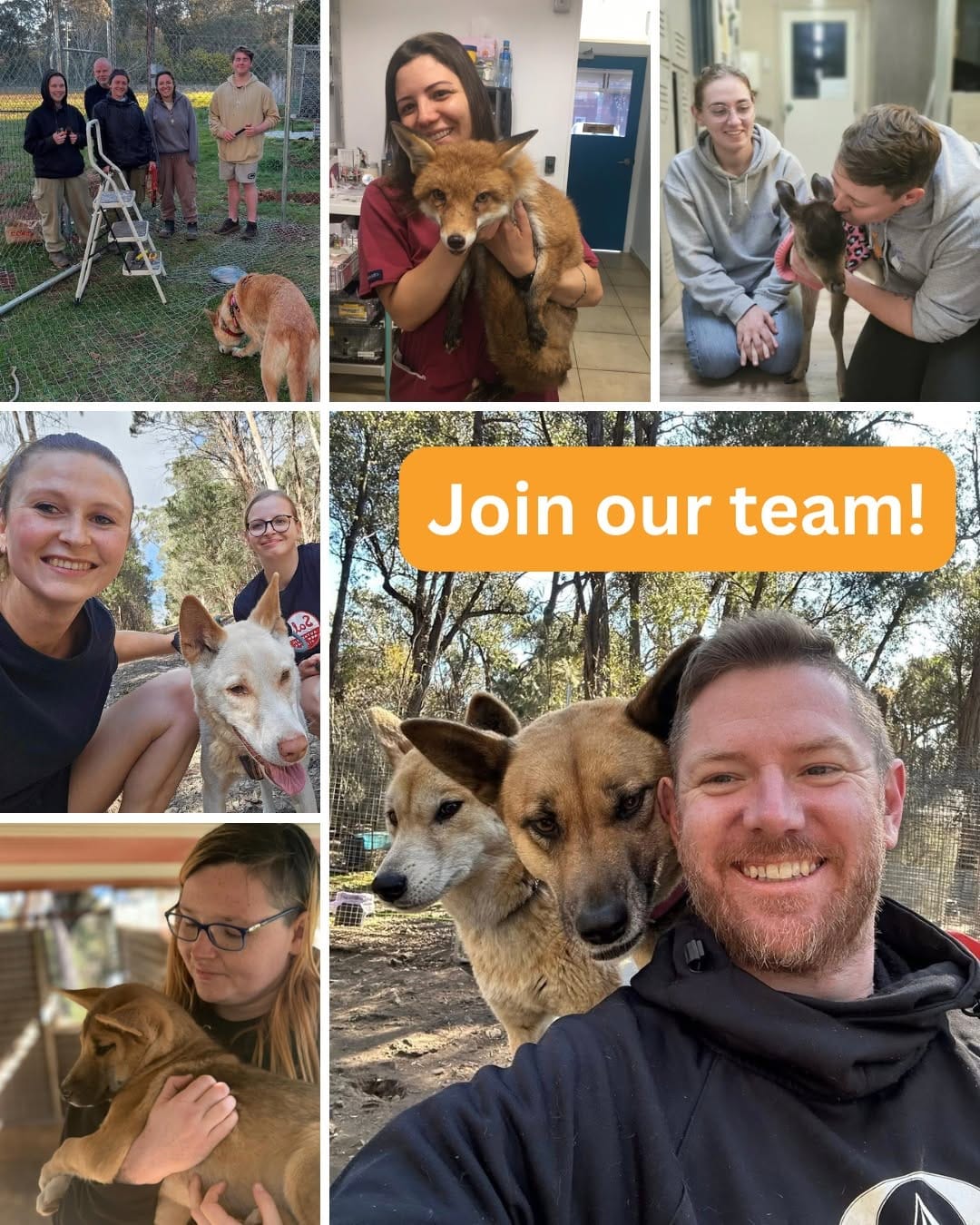 Post 4 by Sydney Fox and Dingo Rescue on Instagram (image)