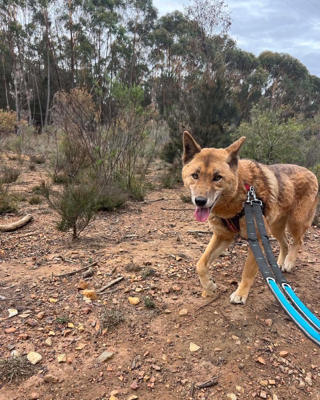 Post 2 by Sydney Fox and Dingo Rescue on Instagram (carousel)