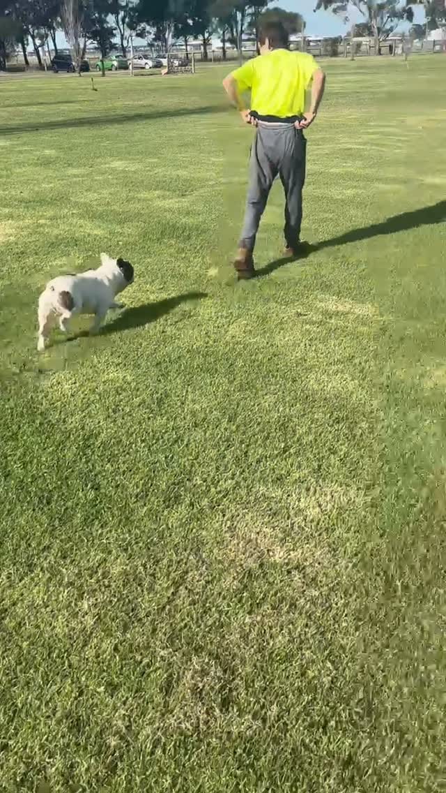 Post 2 by Unique French Bulldogs on Instagram (video)
