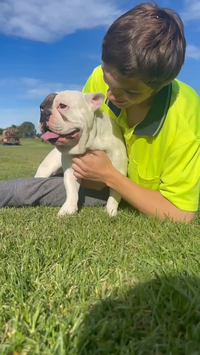 Post 3 by Unique French Bulldogs on Instagram (video)