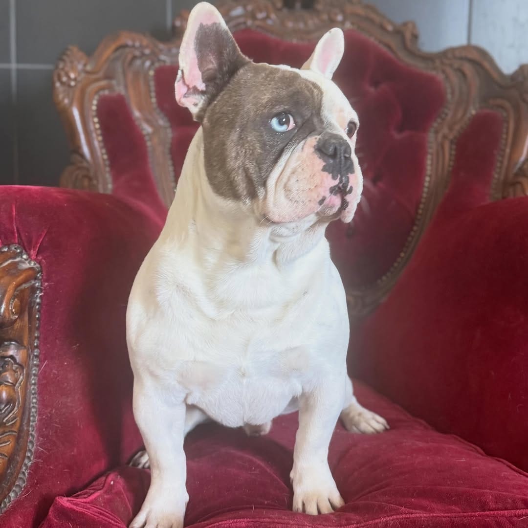 Post 7 by Unique French Bulldogs on Instagram (carousel)