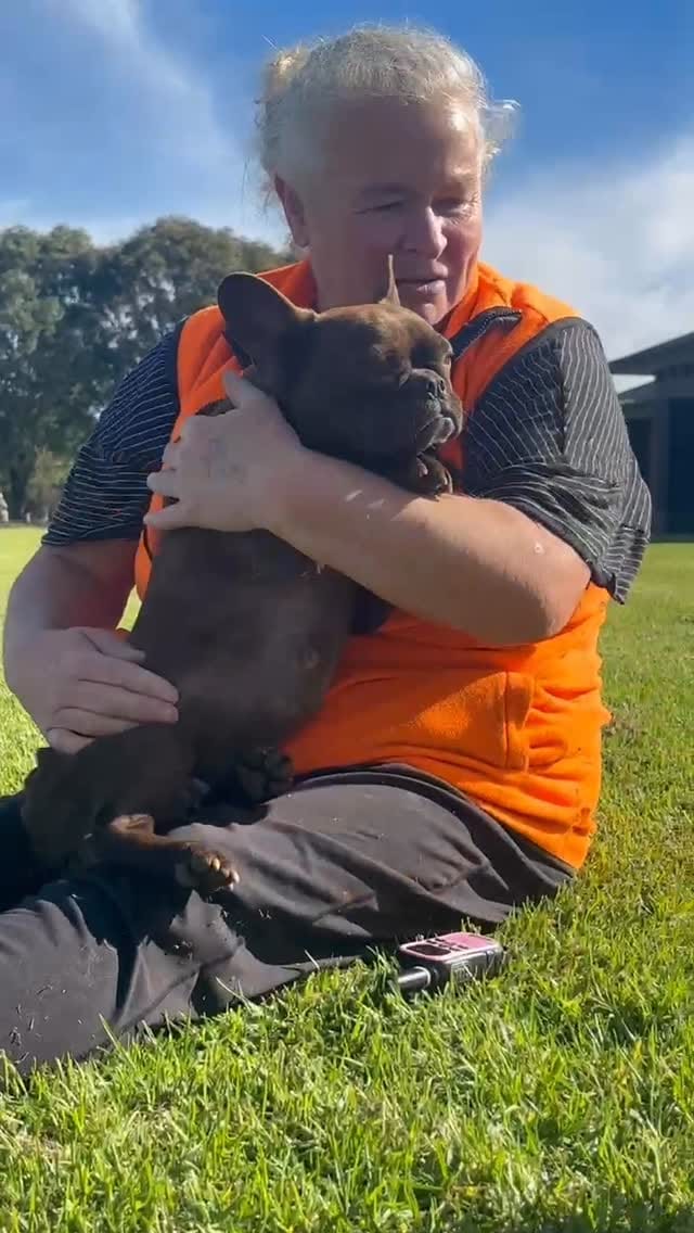 Post 10 by Unique French Bulldogs on Instagram (video)
