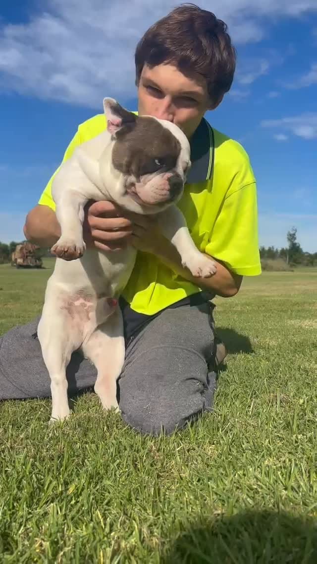 Post 1 by Unique French Bulldogs on Instagram (video)