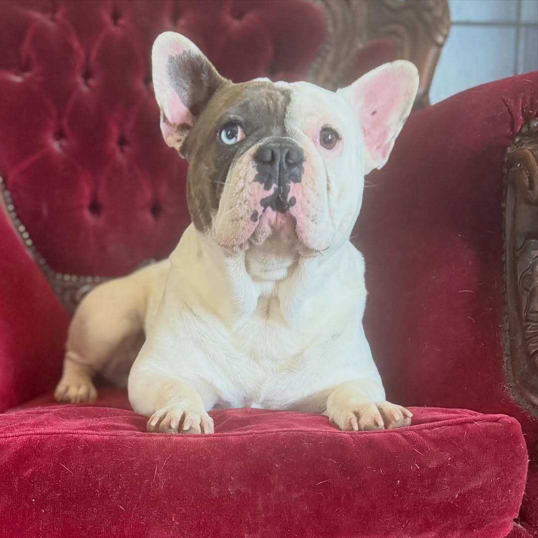 Post 5 by Unique French Bulldogs on Instagram (carousel)