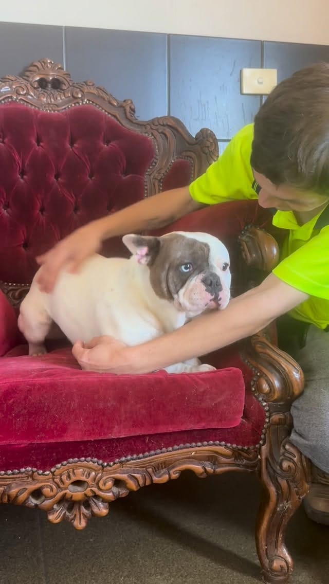 Post 6 by Unique French Bulldogs on Instagram (video)