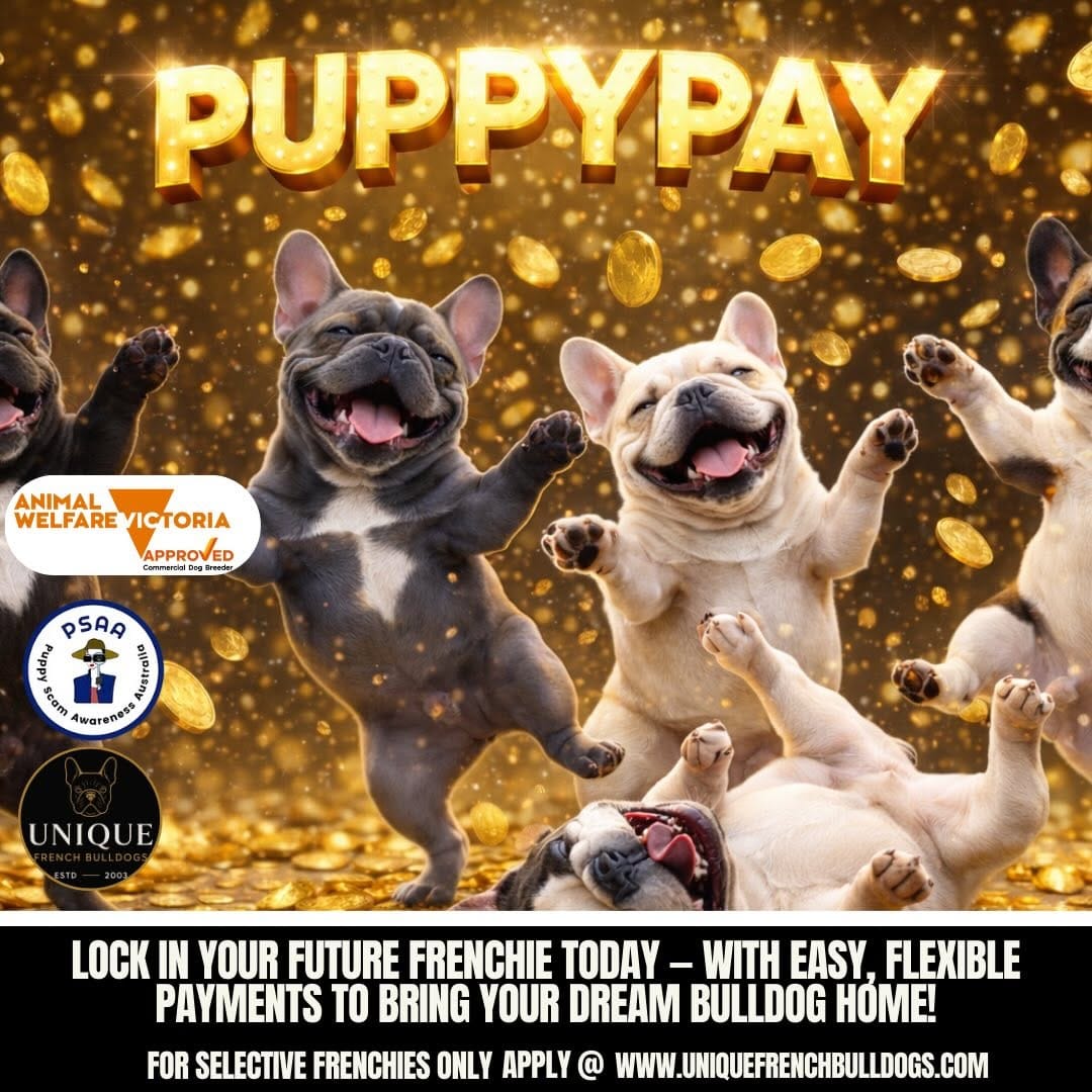 Post 8 by Unique French Bulldogs on Instagram (image)
