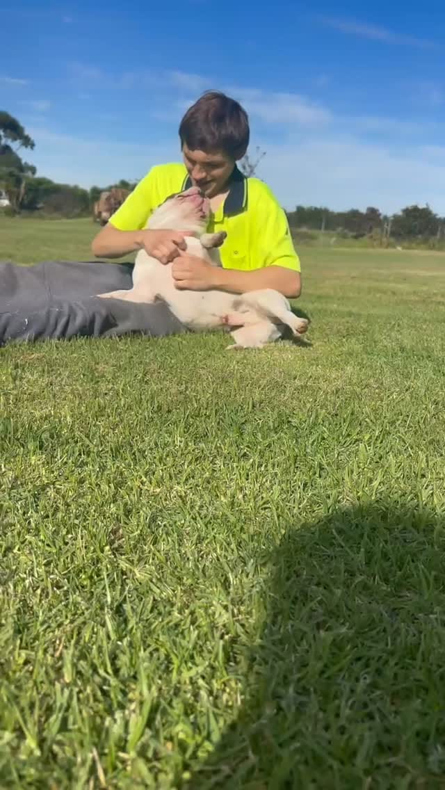 Post 4 by Unique French Bulldogs on Instagram (video)
