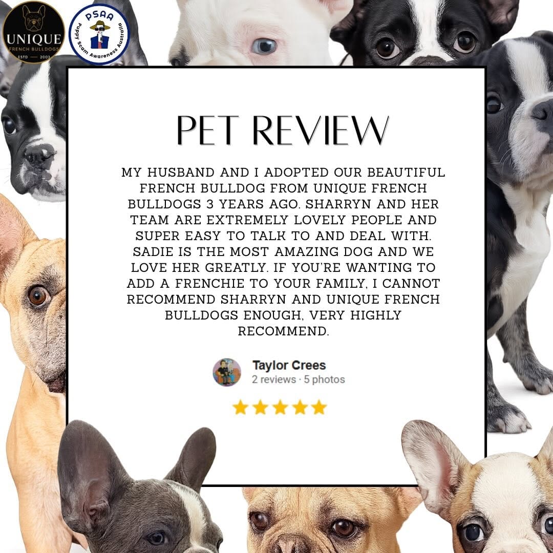 Post 9 by Unique French Bulldogs on Instagram (image)
