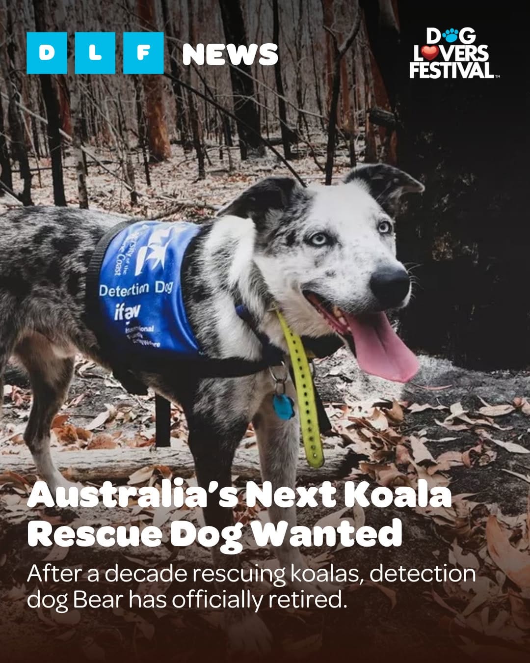 Post 1 by Dog Lovers Festival on Instagram (image)