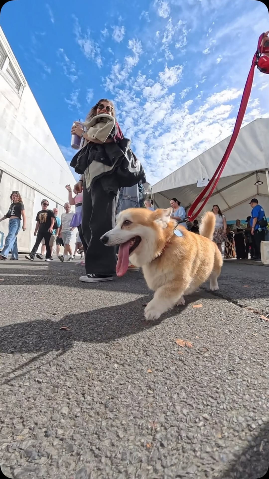 Post 2 by Dog Lovers Festival on Instagram (video)