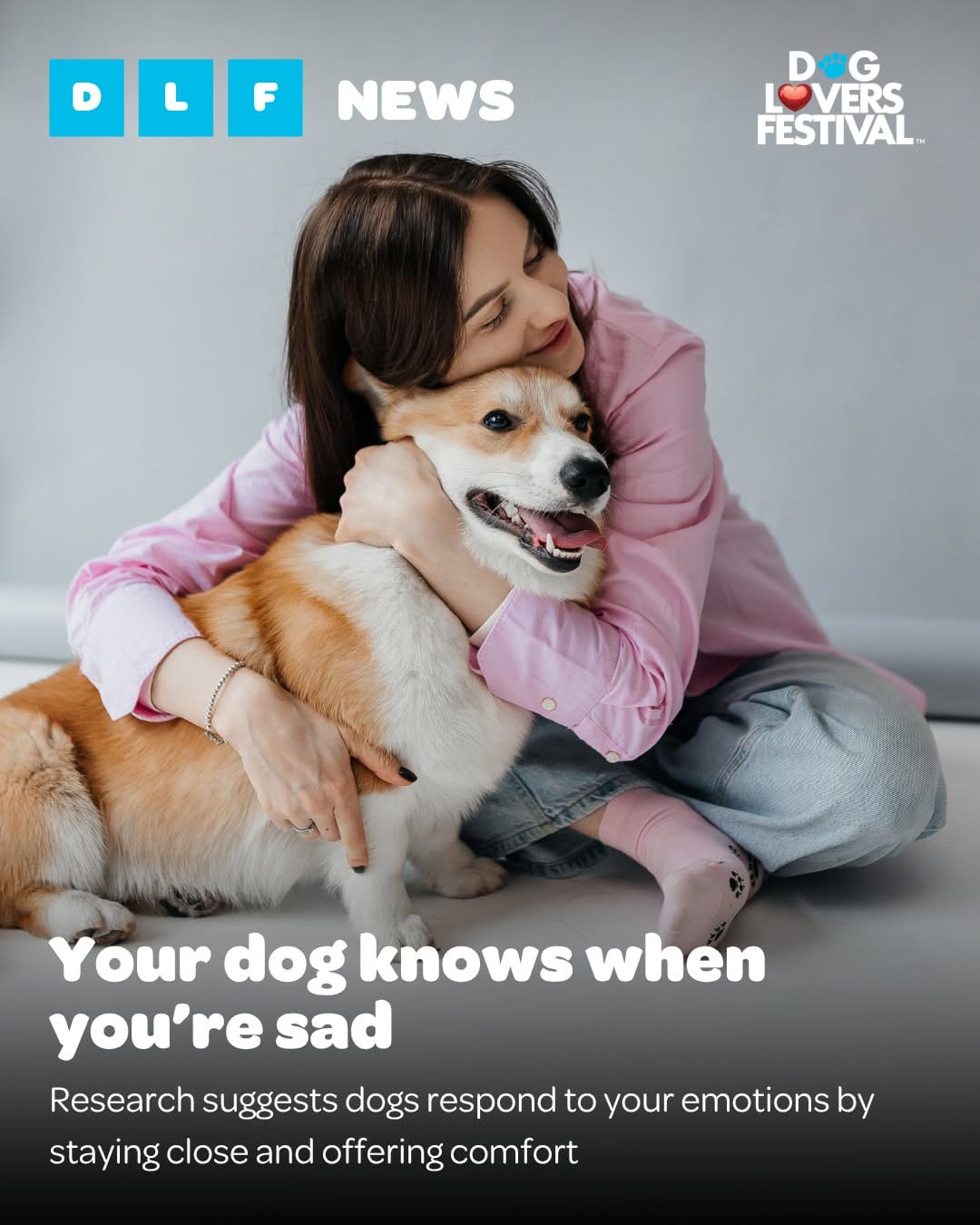 Post 6 by Dog Lovers Festival on Instagram (image)
