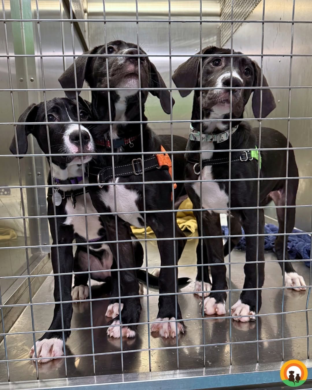 Post 5 by Second Chance Animal Rescue on Instagram (carousel)