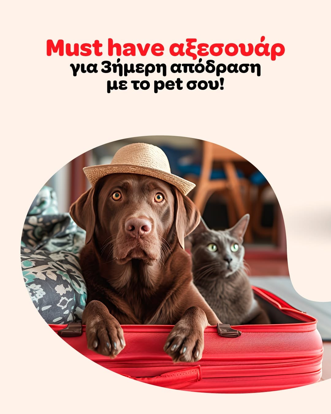 Post 3 by Pet City on Instagram (carousel)