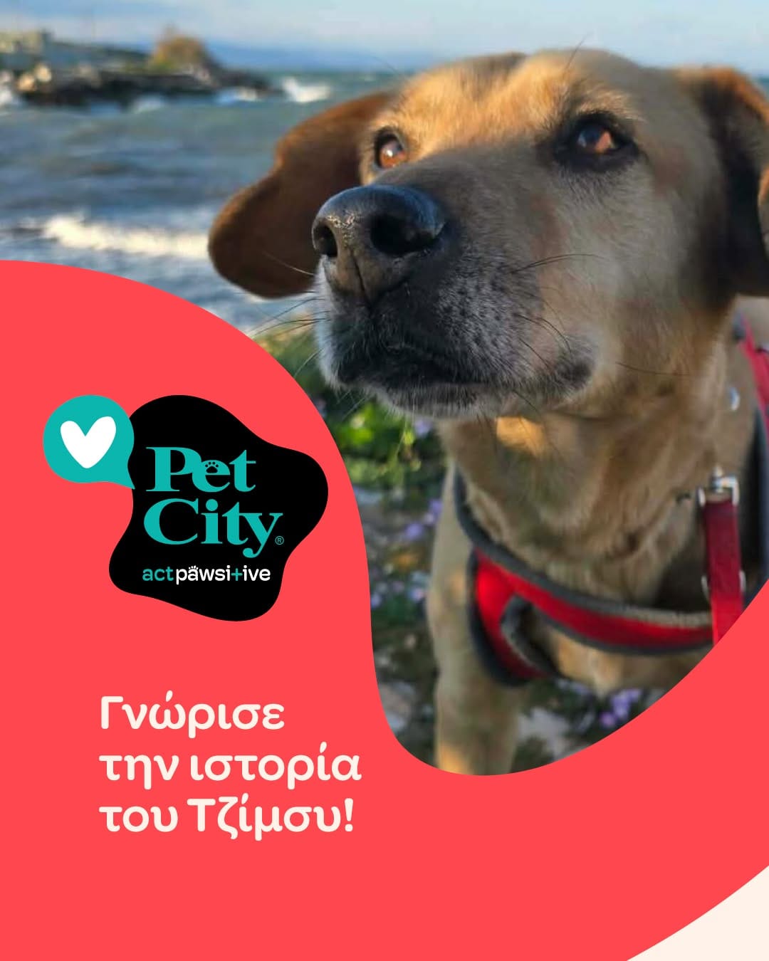 Post 7 by Pet City on Instagram (carousel)