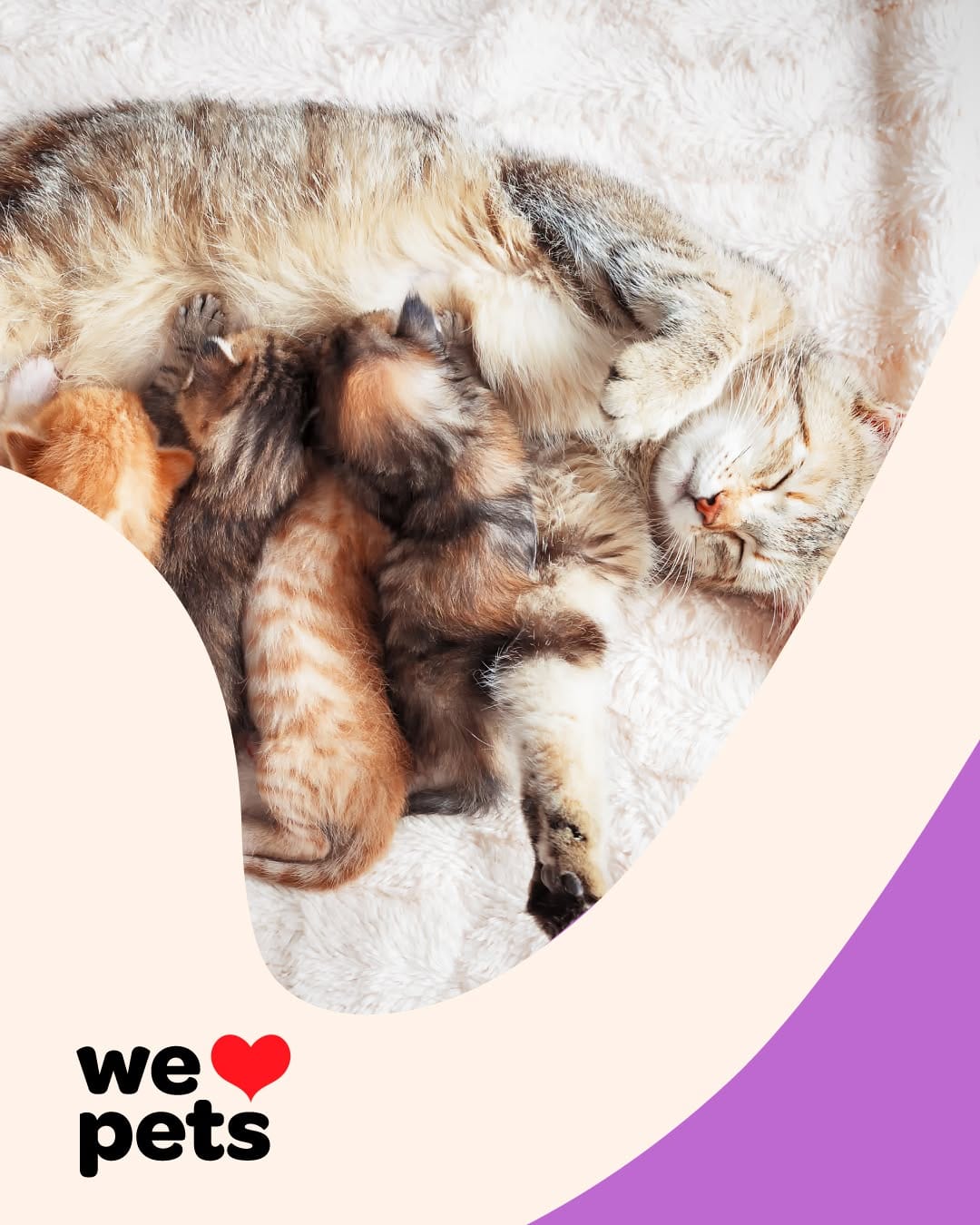 Post 9 by Pet City on Instagram (image)