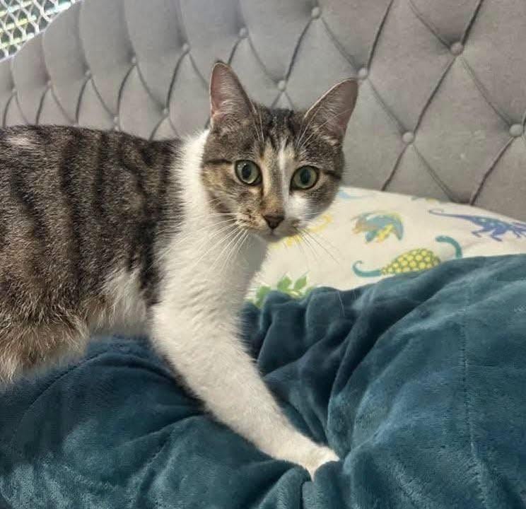 Post 3 by Best Friends Felines on Instagram (carousel)