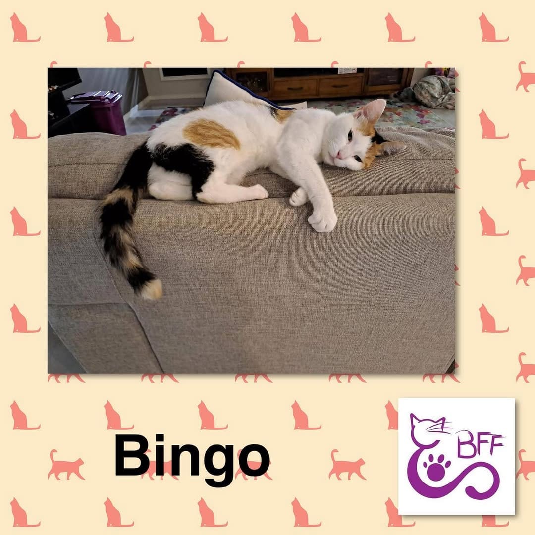 Post 6 by Best Friends Felines on Instagram (image)