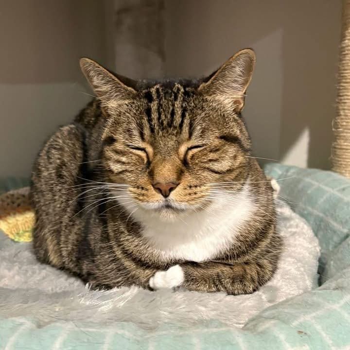 Post 1 by Best Friends Felines on Instagram (image)