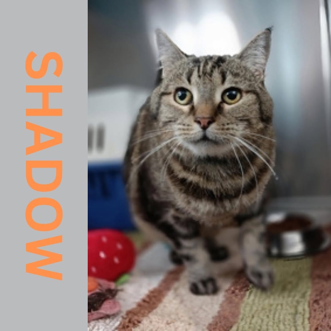 Post 2 by RSPCA Tasmania on Instagram (image)