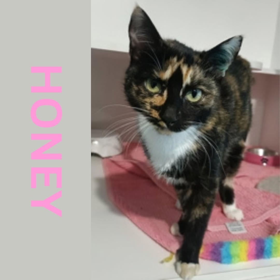 Post 9 by RSPCA Tasmania on Instagram (image)