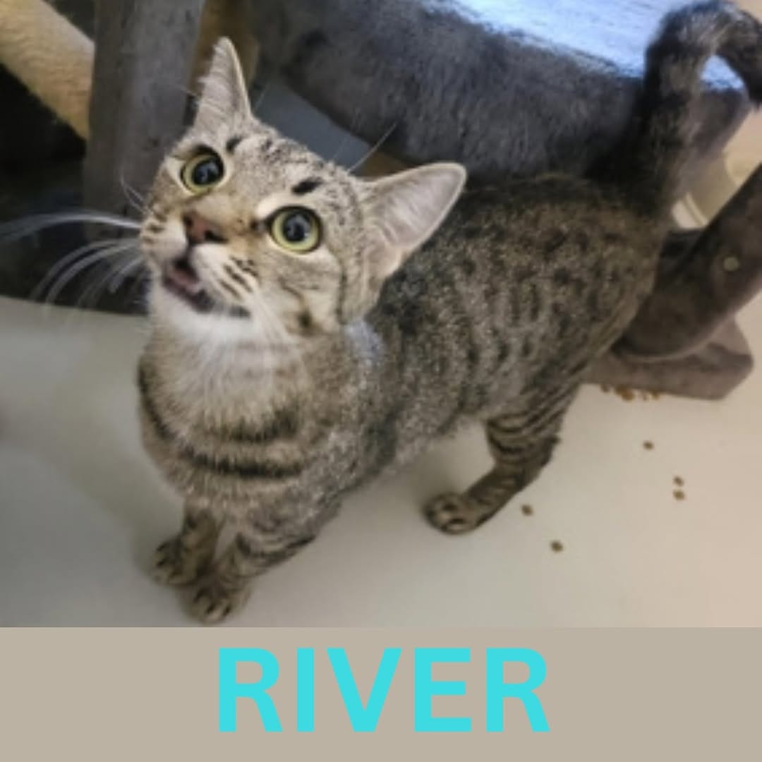 Post 3 by RSPCA Tasmania on Instagram (image)