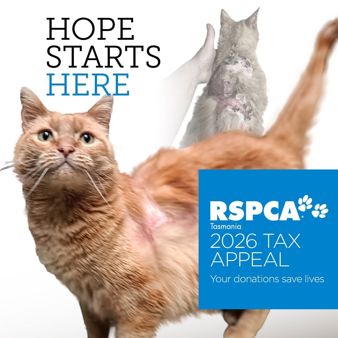 Post 8 by RSPCA Tasmania on Instagram (image)