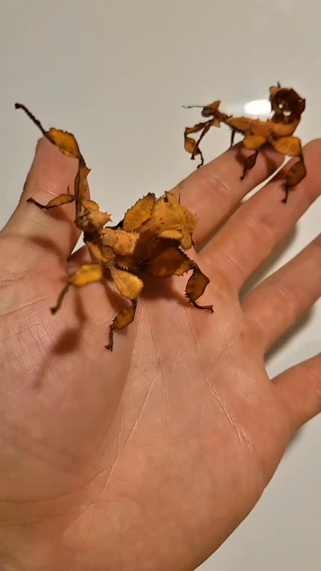 Post 1 by The Lizard Wizard on Instagram (video)