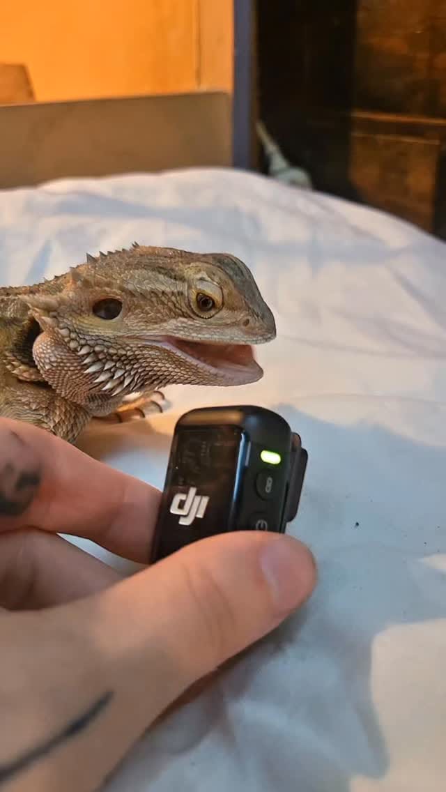 Post 8 by The Lizard Wizard on Instagram (video)