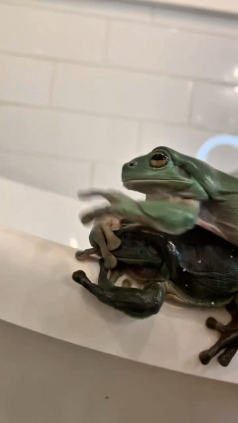 Post 3 by The Lizard Wizard on Instagram (video)