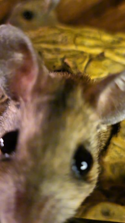 Post 2 by The Lizard Wizard on Instagram (video)