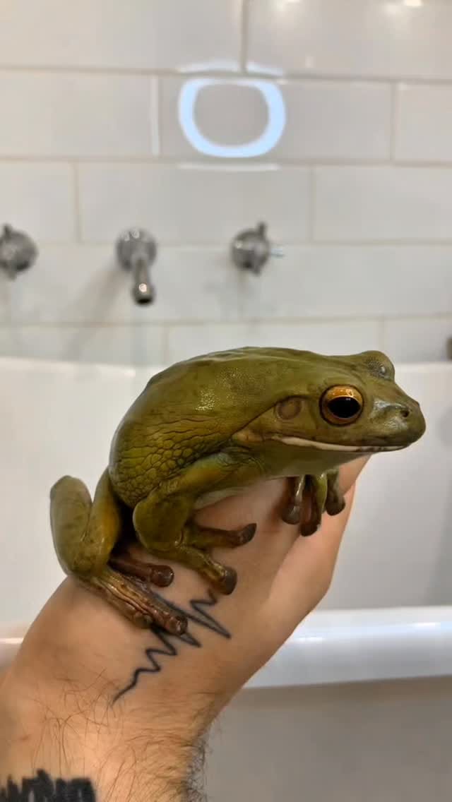 Post 10 by The Lizard Wizard on Instagram (video)