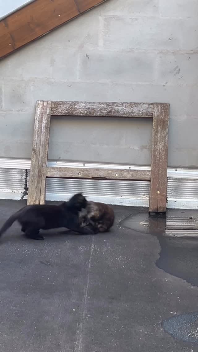 Post 2 by Pat Tissery on Instagram (video)