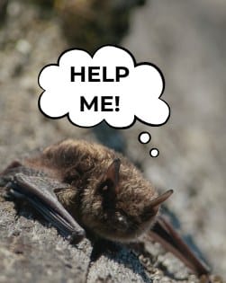 Post 9 by Habitat Acquisition Trust on Instagram (image)