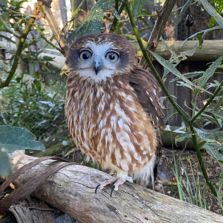Post 9 by Gorge Wildlife Park on Instagram (image)