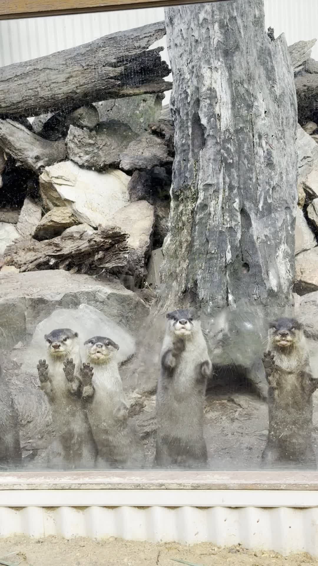 Post 7 by Gorge Wildlife Park on Instagram (video)