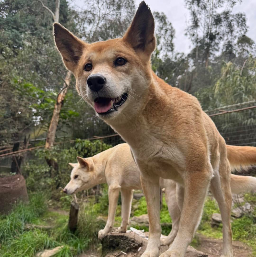Post 4 by Gorge Wildlife Park on Instagram (image)