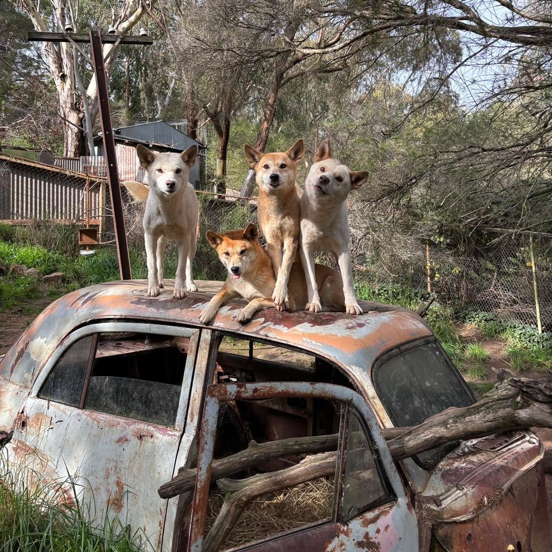 Post 1 by Gorge Wildlife Park on Instagram (image)