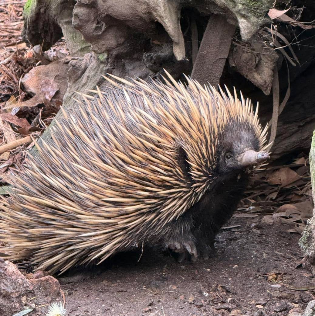 Post 3 by Gorge Wildlife Park on Instagram (image)