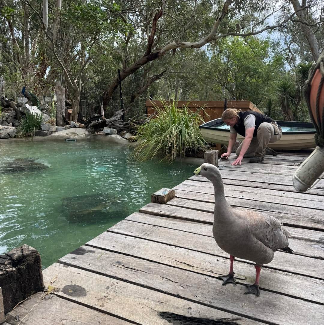 Post 2 by Gorge Wildlife Park on Instagram (image)