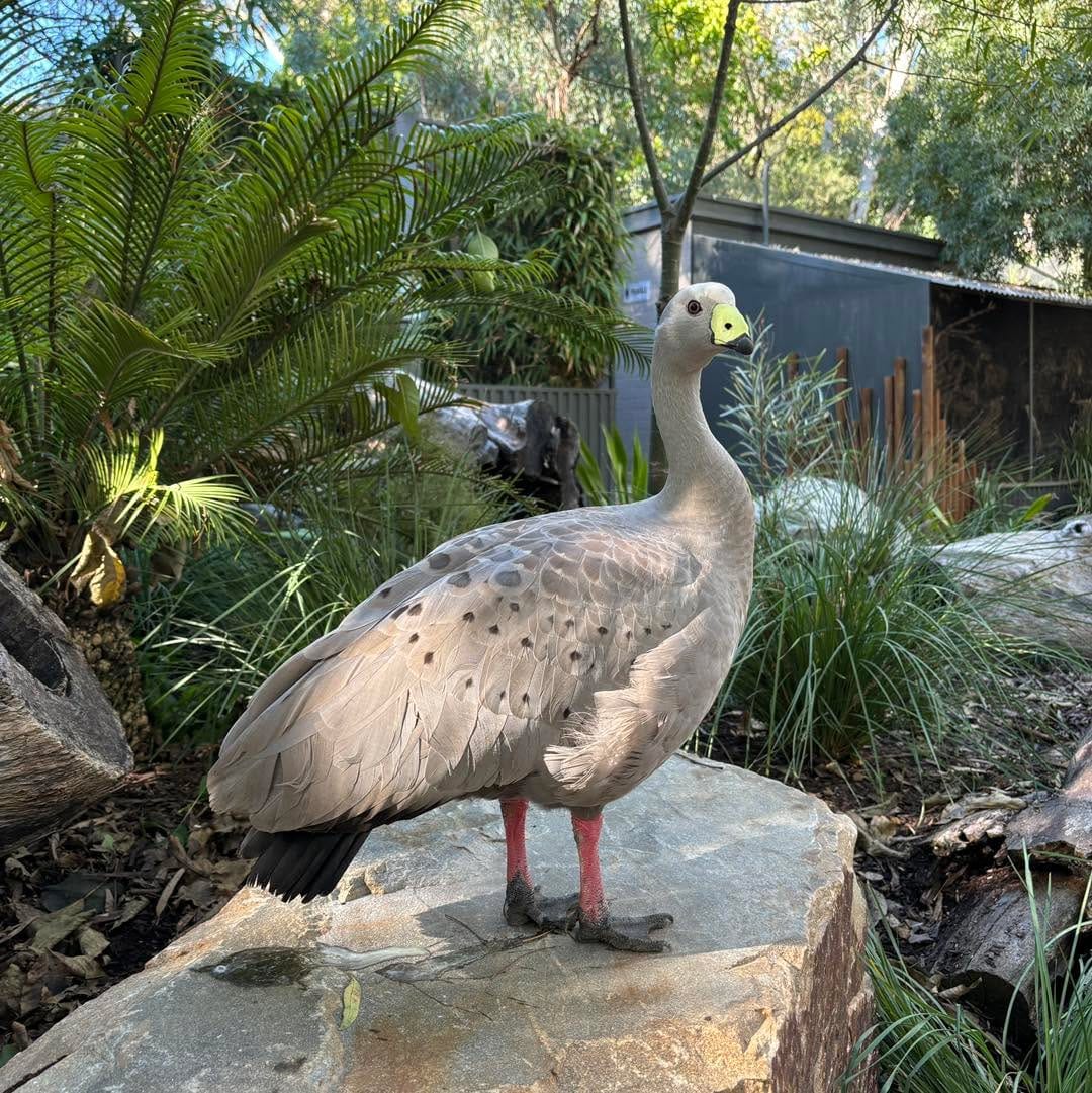 Post 8 by Gorge Wildlife Park on Instagram (image)