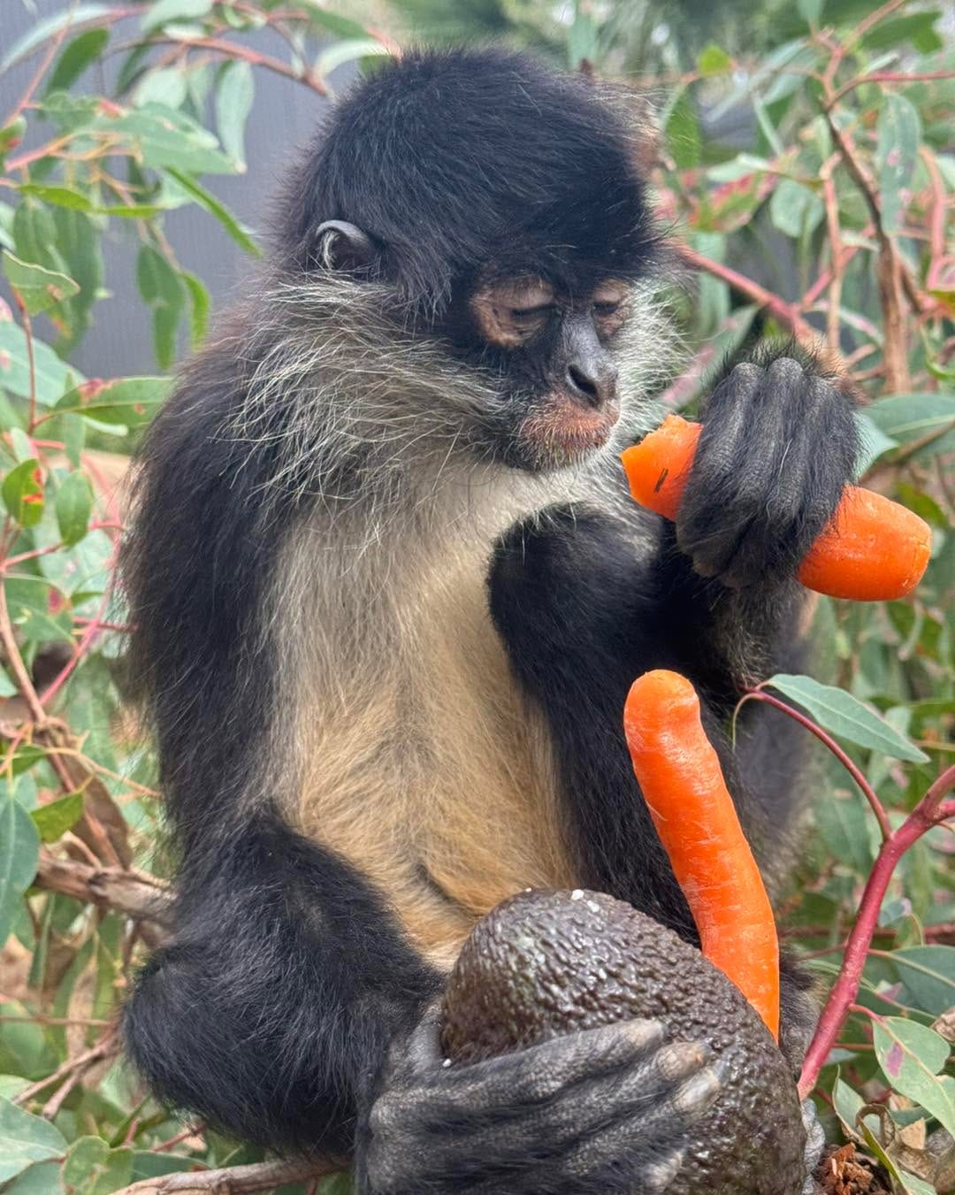 Post 10 by Gorge Wildlife Park on Instagram (image)