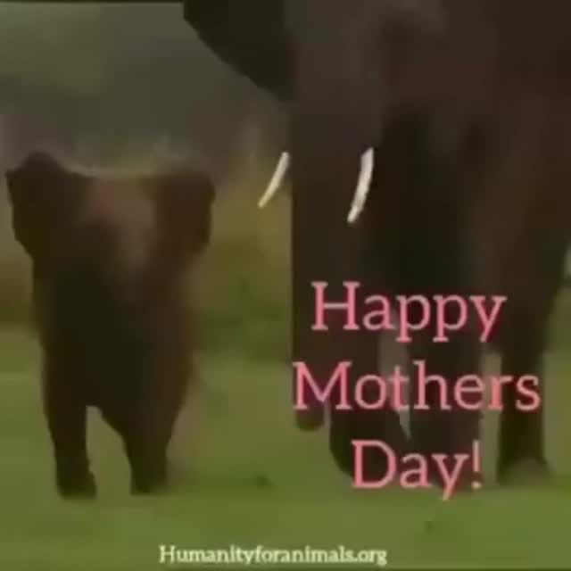 Post 4 by ⠀⠀⠀⠀⠀⠀⠀⠀Animal Liberation Now! on Instagram (video)
