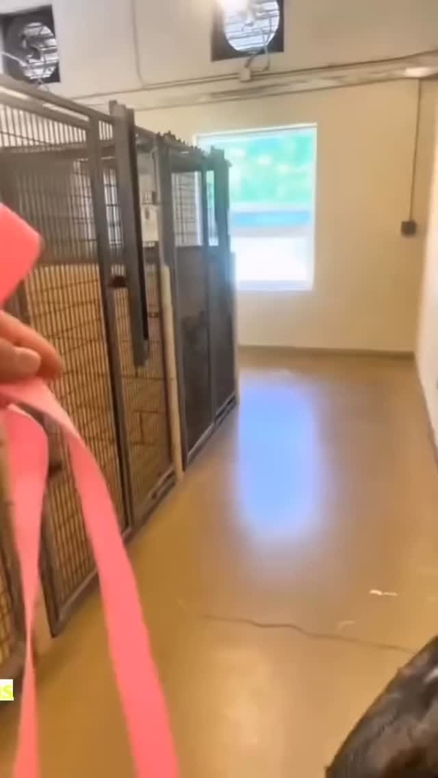 Post 6 by ⠀⠀⠀⠀⠀⠀⠀⠀Animal Liberation Now! on Instagram (video)