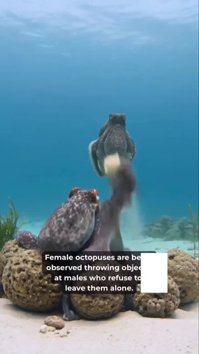 Post 3 by ⠀⠀⠀⠀⠀⠀⠀⠀Animal Liberation Now! on Instagram (video)