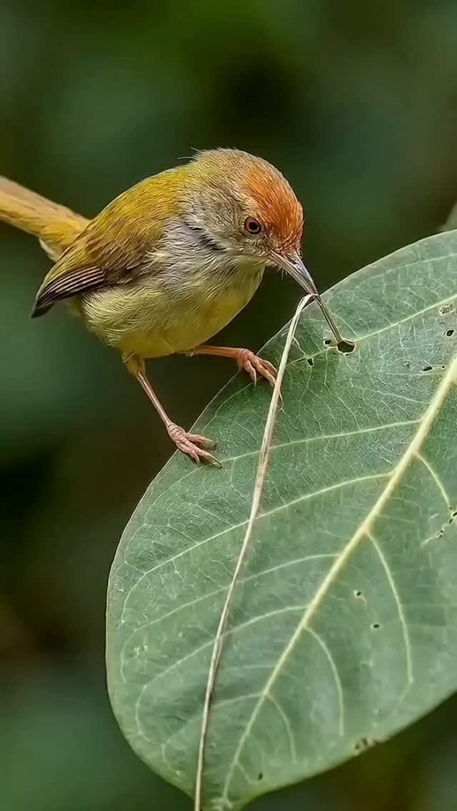 Post 7 by ⠀⠀⠀⠀⠀⠀⠀⠀Animal Liberation Now! on Instagram (video)